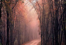 印度射击选手精准命中靶心，拿下胜利